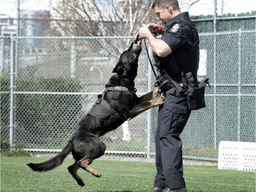 Police Service Dog Gibbs in action with handler Cst. Dennis Jesus at the VPD dog training facility in Vancouver, BC., April 10, 2018.