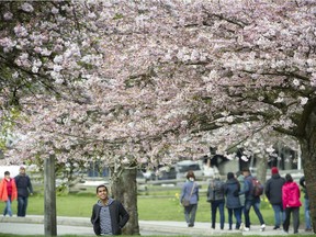Cherry blossoms are beginning their colourful season here in Devonian Harbour Park near the entrance to Stanley Park.