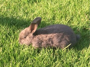 A wild rabbit grazes in Nanaimo, B.C. in this Feb.2, 2018 photo. A disease that has killed hundreds of feral rabbits in British Columbia has prompted a Metro Vancouver zoo to take precautions to protect its bunnies.