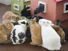 Rabbitats was sheltering 30-plus rabbits at Urban Pets in Vancouver on March 21. A story in The Vancouver Sun on March 22 said that 50 rabbits on Annacis Island are dead from the RHD virus. Another outbreak occurred at Nanaimo in late February.