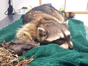 A raccoon chewed off his own paw after it was crushed in a leg trap set in Burnaby last week.