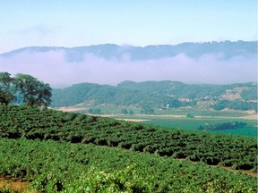 In California, 127 sustainable wineries produce over 74 per cent of the state's total wine production.