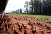 Free-range hens roaming the grounds on a Fraser Valley, B.C. farm.