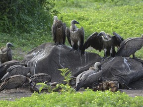 In this photo taken on Feb, 3, 2016, and supplied by researcher Beckie Garbett on Wednesday April 4, 2018, white-backed and hooded vultures feed on a dead elephant carcass in Chobe National Park, Botswana.