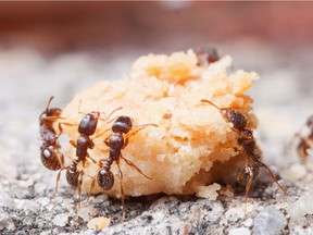 In this March 17, 2015 photo provided by YourWildlife.org, ants devour a piece of junk food in Durham, N.C.
