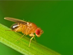 Male common fruit fly (Drosophila Melanogaster) - about 2 mm long - sitting on a blade of grass with green foliage background