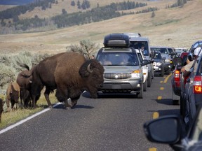 In this Aug. 3, 2016 photo, a large bison blocks traffic in the Lamar Valley of Yellowstone National Park as tourists take photos of the animal. Record visitor numbers at the nation's first national park have transformed its annual summer rush into a sometimes dangerous frenzy, with selfie-taking tourists routinely breaking park rules and getting too close to Yellowstone's storied elk herds, grizzly bears, wolves and bison.