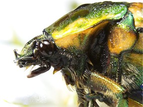 A macro photograph of a Japanese beetle head in profile