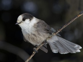 Canada Jay is the new name for Gray Jay (in Latin, Perisoreus canadensis).