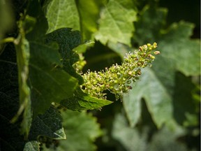 When grapevines flower it’s done discreetly. You have to get up close to see any flowers and even then you have to look twice.