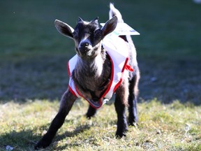 Abbotsford's Maan Farms has found a way to combine all the benefits of yoga with the benefits of spending time with cuddly baby goats: goat yoga.