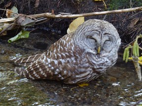 A very sick barred owl in a stream near Marine Drive in North Vancouver. Rats that die from rodenticide put out by people can then poison raptors.