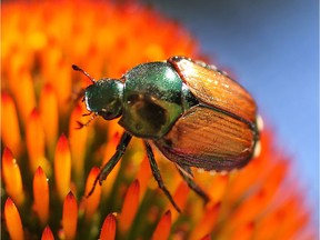 A Japanese beetle is shown on a flower.