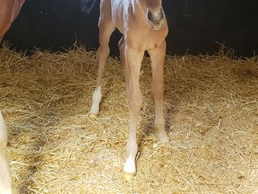 A foal born recently at the B.C. SPCA's Surrey horse barn.