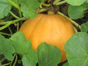 Pumpkins, melons and squash love the heat, just make sure you've got some room to grow them.