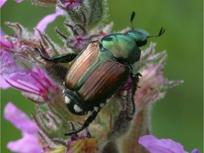 Adult Japanese Beetle.