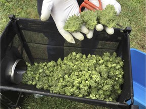 FILE - In this Sept. 30, 2016 file photo, a marijuana harvester examines a bud that is going through a trimming machine in a rural area near Corvallis, Ore