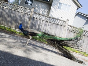 A peacock roams a back alley in the Sullivan Heights neighbourhood of Surrey.