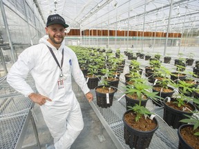 Dan Sutton, co-founder and managing partner of Tantalus Labs, at his company's Sun Lab cannabis growing facility in Maple Ridge.