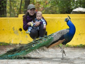 Surrey peacocks: Should they stay or should they go?