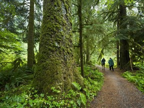 The British Columbia government is protecting 54 of the province’s largest and oldest trees along with a one-hectare buffer zone surrounding each of the giants. Old growth forest in the Lower Seymour Conservation area in North Vancouver.