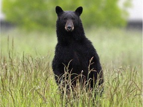 A dog who jumped out of a car window in Jasper National Park was killed by a black bear on Wednesday, May 16, 2018, Park Canada said in an emailed statement on Monday, May 21, 2018.