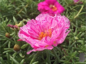 Portulacas provide easy, drought-tolerant colour  and are truly impressive on their own or in mass plantings. For 0526 col minter [PNG Merlin Archive]