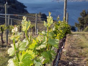 Encore Vineyards in Summerland, home of Evolve Cellars' 2016 Riesling that has won B.C. Wine of the Year honours.