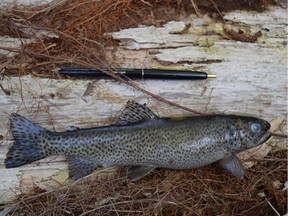 An incident on a construction site has killed dozens of cutthroat trout in Larson Creek.