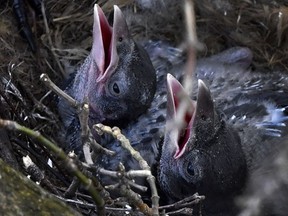 When you find a baby bird on the ground, flightless and vulnerable to all manner of predators, intervention may seem like the right idea.