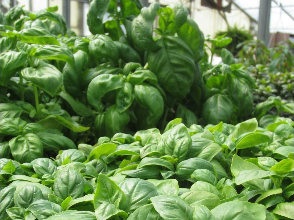 Brian Minter Basil the king of summer herbs Vancouver Sun