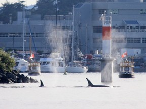 A pod of orcas is shown in Victoria on Sunday, June 17, 2018 in this handout photo. A pod of orcas has made a brief visit to Victoria Harbour, the second visit by a group of killer whales in 10 days. Jackie Cowan, who lives on a boat in the harbour and is also a captain with a Victoria whale watching company says the pod cruised in on Sunday evening.