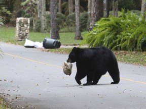A City of Coquitlam statement says a bear sow — not this bear— and cubs have been sighted frequently, possibly attracted by the smell of cooking food, and several human-bear conflicts have occurred.