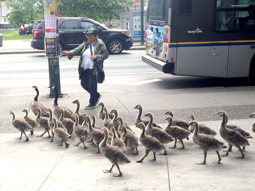 Canada goose clearance vancouver yelp