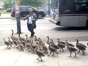 A woman safely leads a flock of Canada geese across Main Street.