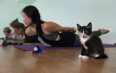 Lilac surveys the room as yoga enthusiasts participate in a Kitten Yoga session held at Yoga Spirit and Wellness in Burnaby on June 16.