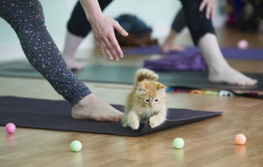 Toulouse scampers around yoga participants in a Kitten Yoga session held at Yoga Spirit and Wellness in Burnaby on June 16.