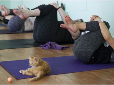 Toulouse rests on a yoga mat during a Kitten Yoga session held at Yoga Spirit and Wellness in Burnaby on June 16.
