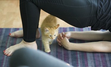 Toulouse walks under participants in a Kitten Yoga session held at Yoga Spirit and Wellness in Burnaby on June 16.