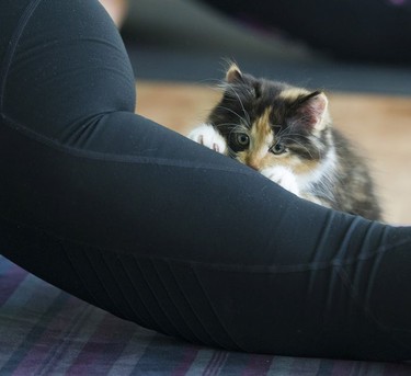 Peonies lays on a  yoga participant's leg during a Kitten Yoga session held at Yoga Spirit and Wellness in Burnaby on June 16.