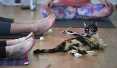 Calley rests as her kittens scamper around yoga participants in a Kitten Yoga session held at Yoga Spirit and Wellness in Burnaby on June 16.