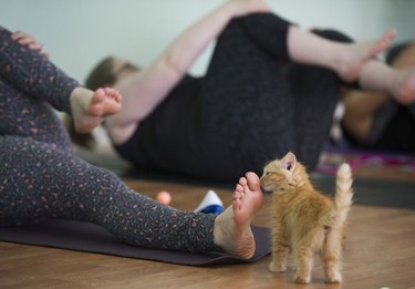 Toulouse sniffs a toe during a Kitten Yoga session held at Yoga Spirit and Wellness in Burnaby on June 16.