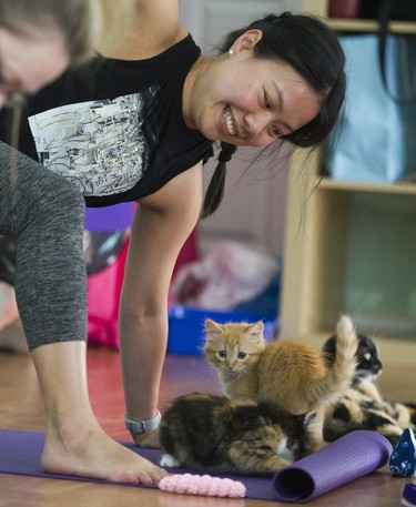 BKittens scamper around yoga articipants in a Kitten Yoga session held at Yoga Spirit and Wellness in Burnaby on June 16.