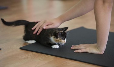 Lilac gets pets as she scampers around yoga participants in a Kitten Yoga session held at Yoga Spirit and Wellness in Burnaby on June 16.