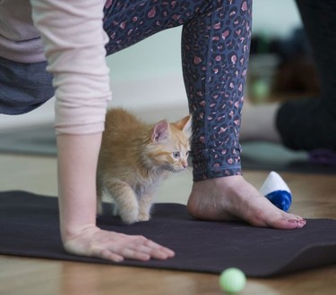 Toulouse walks under participants in a Kitten Yoga session held at Yoga Spirit and Wellness in Burnaby on June 16.