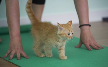 Toulouse walks under participants in a Kitten Yoga session held at Yoga Spirit and Wellness in Burnaby on June 16.