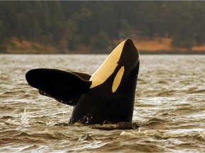 The loss of L92 brings the total number of southern resident killer whales down to 75.