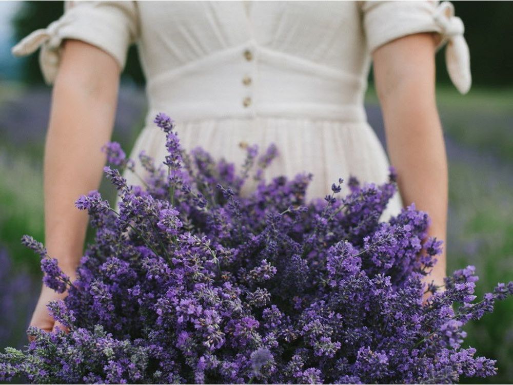 Spruce Up Your Home with Dry Lavender Flowers - Toronto Flower Story