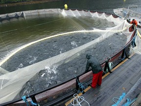 Klemtu Fish Farm Harvest in the Jackson Pass. This farm is about a half-hour by boat from the Kitasoo village of Klemtu. Here the First Nations employees are preparing the nets to enclose the salmon closer to the pen edge in order to scoop them up more effectively.