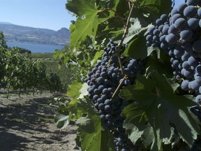 Merlot grapes ready for the picking in Naramata.